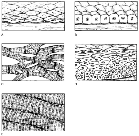 Figure 4.2 Using Figure 4.2, match the following: Simple squamous epithelium.