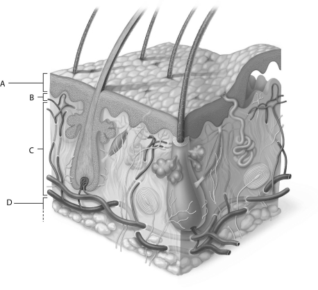 Figure 5.2 Using Figure 5.2, match the following: Epidermis