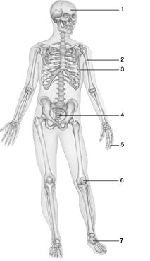 Figure 6.1 Using Figure 6.1, match the following bone types with the numbered structure: Bone 4.