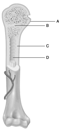 Figure 6.2 Using Figure 6.2, match the following: Compact bone.