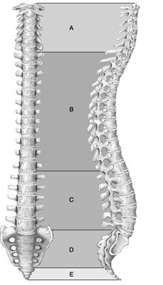 Figure 7.1 Using Figure 7.1, match the following: Articulates with hip bones of the pelvis.