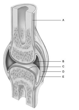   Figure 8.1 Using Figure 8.1, match the following: Fibrous capsule.<div style=padding-top: 35px> 