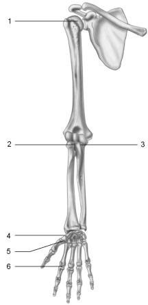   Figure 8.2 Using Figure 8.2, what type of axis does each joint have? Joint 3.<div style=padding-top: 35px> 