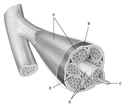   Figure 9.1 Using Figure 9.1, match the following: Connective tissue covering the exterior of a muscle organ.<div style=padding-top: 35px> 