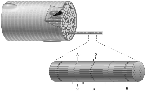   Figure 9.2 Using Figure 9.2, match the following: I band.<div style=padding-top: 35px> 