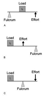 Figure 10.1 Using Figure 10.1, match the following: Humerus-ulna joint.