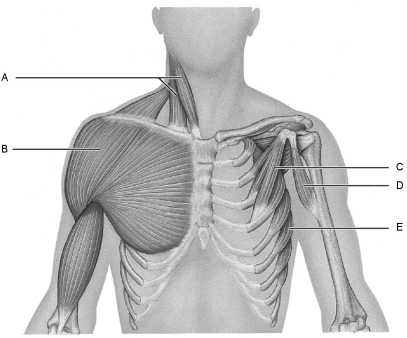 Figure 10.2 Using Figure 10.2, match the following: Pectoralis minor.