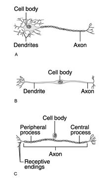 Figure 11.1 Using Figure 11.1, match the following: Which neuron would connect to a muscle?