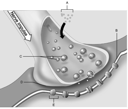 Figure 11.2 Using Figure 11.2, match the following: Synaptic vesicles.