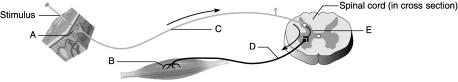 Figure 13.2 Using Figure 13.2, identify the following components of the reflex arc: -Effector.