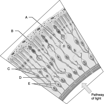 Figure 13.3 Using Figure 13.3, match the following: -Ganglion cells.