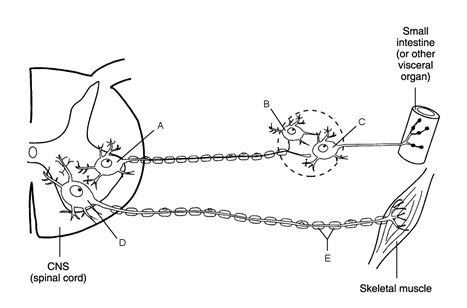 Figure 14.1 Using Figure 14.1, match the following: Myelin sheath.