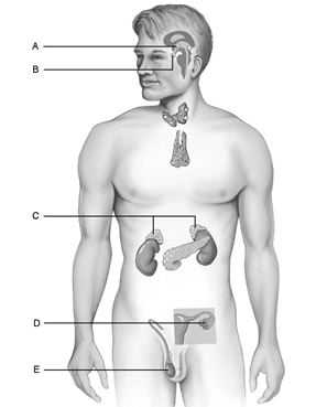   Figure 15.1 Using Figure 15.1, match the following: Storehouse for the hormones produced by the hypothalamus of the brain.<div style=padding-top: 35px> 