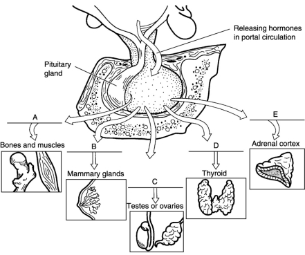   Figure 15.2 Using Figure 15.2, match the following hypothalamic hormones with the pituitary hormone targets: Follicle stimulating hormone<div style=padding-top: 35px> 
