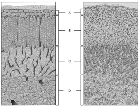   Figure 15.3 Using Figure 15.3, match the following: Hormones mimic sympathetic nervous system neurotransmitters.<div style=padding-top: 35px> 