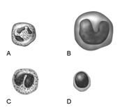 Figure 16.1 Using Figure 16.1, match the following: Lymphocyte.