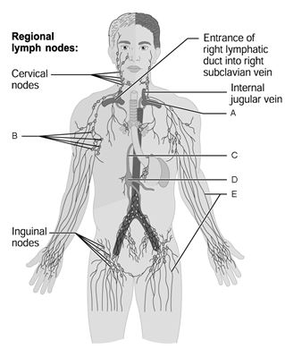  Figure 19.1 Using Figure 19.1, match the following: Entrance of thoracic duct into subclavian vein.<div style=padding-top: 35px> 