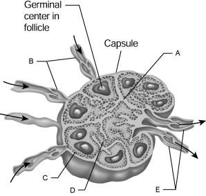   Figure 19.2 Using Figure 19.2, match the following: Trabecula.<div style=padding-top: 35px> 