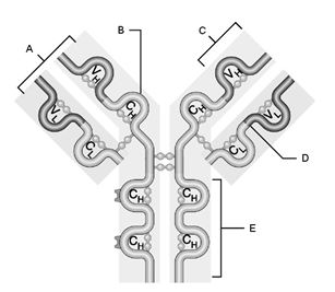 Figure 20.1 Using Figure 20.1, match the following: Light chain.