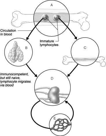Figure 20.2 Using Figure 20.2, match the following: Area where B cells become immunocompetent.