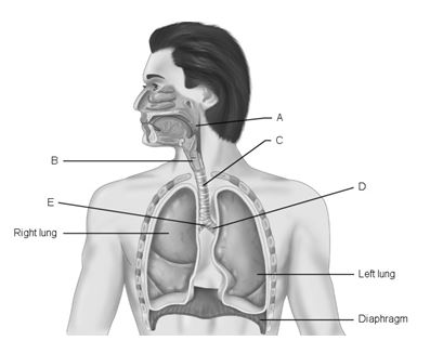   Figure 21.1 Using Figure 21.1, match the following: Pharynx.<div style=padding-top: 35px> 