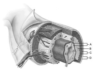   Figure 22.1 Using Figure 22.1, match the following: Area of the lamina propria.<div style=padding-top: 35px> 
