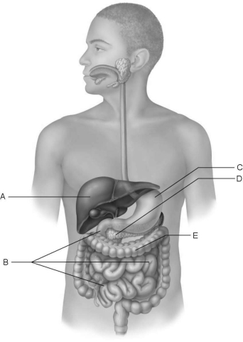   Figure 22.3 Using Figure 22.3, match the following: Increases surface area for absorption via villi and microvilli.<div style=padding-top: 35px> 