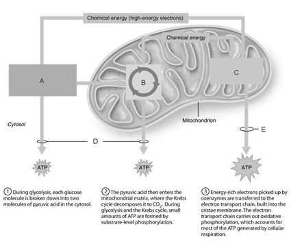 Figure 23.1 Using Figure 23.1, match the following: Produces the CO₂ involved during glucose oxidation.