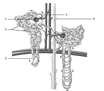 Figure 24.1 Using Figure 24.1, match the following: Collecting duct.