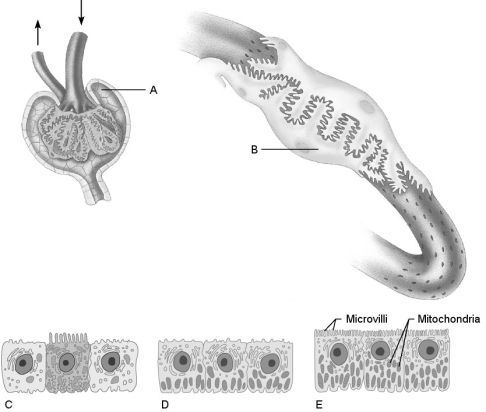 Figure 24.2 Using Figure 24.2, match the following: Almost no water is absorbed in these cells.
