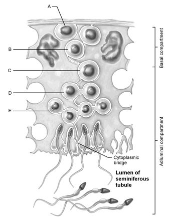 Figure 26.1 Using Figure 26.1, match the following: Stem cell.