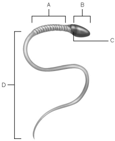 Figure 26.2 Using Figure 26.2, match the following: Area of compacted DNA.