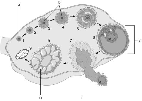 Figure 26.3 Using Figure 26.3, match the following: Primordial follicle.