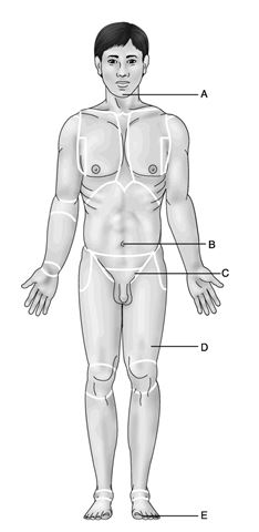 <strong>Use the diagram below to answer the following questions. Figure 1.1 Which letter indicates the umbilical region?</strong> A) A B) B C) C D) D E) E