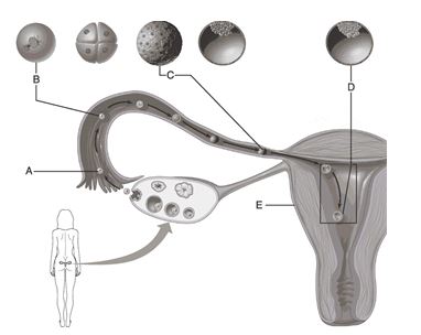 <strong> Figure 3.1 Use the diagram above to answer the following questions. Which letter indicates the zygote?</strong> A) A B) B C) C D) D E) E
