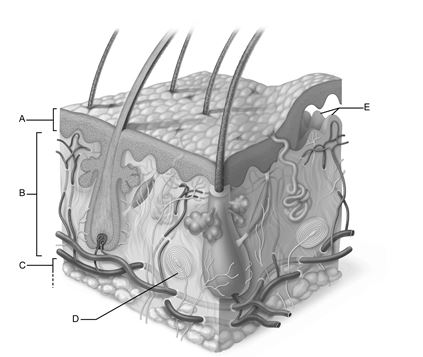 <strong> Figure 5.1 Use the diagram above to answer the following questions. Which letter indicates the integument layer that has no vascularization?</strong> A) A B) B C) C D) D E) E