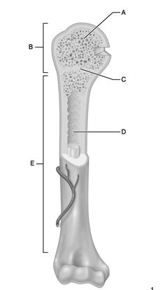 <strong> Figure 6.1 Use the diagram above to answer the following questions. Which letter indicates the region of a long bone that contains the medullary cavity?</strong> A) A B) B C) C D) D E) E