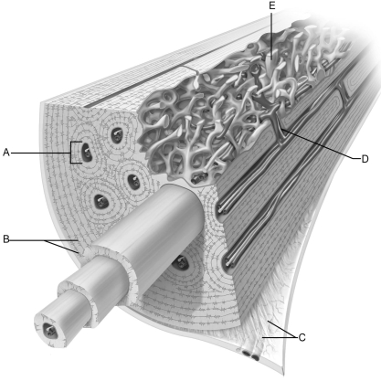 <strong> Figure 6.2 Use the diagram above to answer the following questions. Which letter indicates bone that is not arranged in osteons and is called spongy or trabecular bone?</strong> A) A B) B C) C D) D E) E