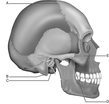 <strong> Figure 7.2 Use the diagram above to answer the following questions. Which letter indicates the zygomatic bone?</strong> A) A B) B C) C D) D E) E