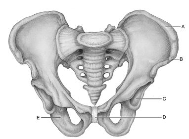 <strong> Figure 8.1 Use the diagram above to answer the following questions. Which letter indicates the bone that has tuberosities that are the strongest parts of the hip bones?</strong> A) A B) B C) C D) D E) E