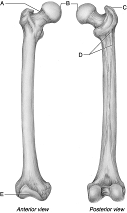 <strong> Figure 8.2 Use the diagram above to answer the following questions. Which letter indicates the gluteal tuberosity of the femur?</strong> A) A B) B C) C D) D E) E