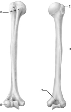 <strong> Figure 8.3 Use the diagram above to answer the following questions. Which letter indicates the anterior-most boundary of the intertubercular groove?</strong> A) A B) B C) C D) D E) E