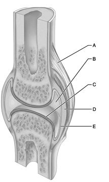 <strong> Figure 9.1 Use the diagram above to answer the following questions. Which letter indicates the joint/articular cavity that contains a small amount of synovial fluid?</strong> A) A B) B C) C D) D E) E