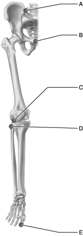 <strong> Figure 9.2 Use the diagram above to answer the following questions. Which letter indicates an example of an interphalangeal joint?</strong> A) A B) B C) C D) D E) E