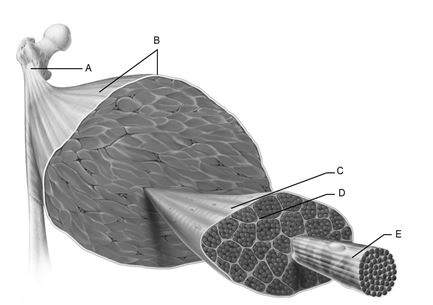 <strong> Figure 10.1 Use the diagram above to answer the following questions. Identify the letter that indicates the muscle fiber.</strong> A) A B) B C) C D) D E) E