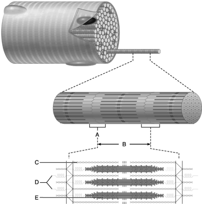 <strong> Figure 10.2 Use the diagram above to answer the following questions. This structure is composed of thick (myosin) filaments.</strong> A) A B) B C) C D) D E) E