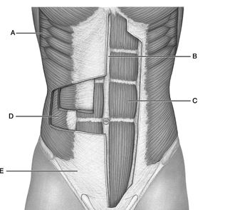 <strong> Figure 11.1 Use the diagram above to answer the following questions. Identify the letter that indicates the Aponeurosis of external oblique.</strong> A) A B) B C) C D) D E) E