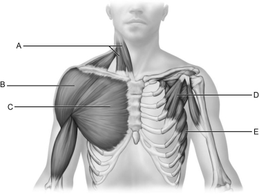 <strong> Figure 11.3 Use the diagram above to answer the following questions. Identify the letter that indicates the Serratus anterior.</strong> A) A B) B C) C D) D E) E