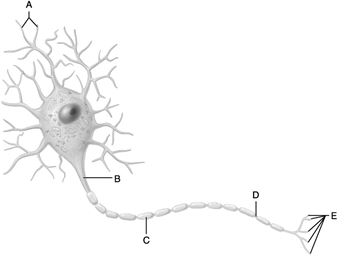<strong> Figure 12.1 Use the diagram pictured above to answer the following questions. Identify the letter that indicates the gaps between Schwann cells that are known as myelin sheath gaps (nodes of Ranvier).</strong> A) A B) B C) C D) D E) E