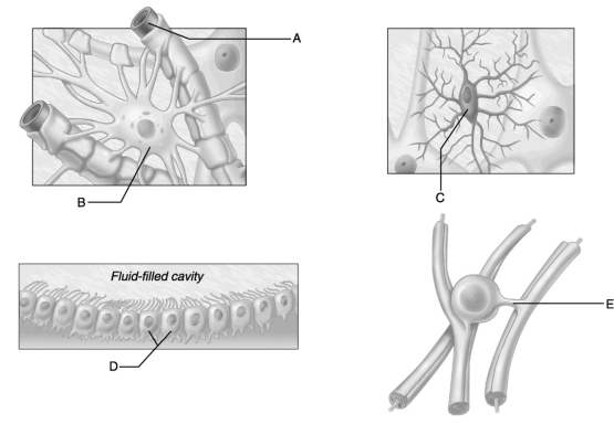 <strong> Figure 12.2 Use the diagrams above to answer the following questions. Identify which letter represents the most abundant category of glial cells in the CNS.</strong> A) A B) B C) C D) D E) E